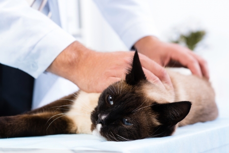 vet checks the health of a cat in a veterinary clinicの写真素材