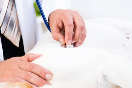 vet checks the health of a dog, that is on the tableの写真素材