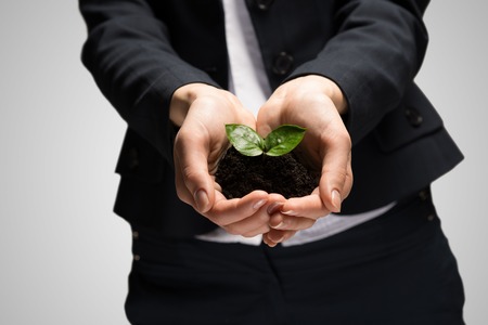 Close up of businesswoman hands holding small green sproutの写真素材