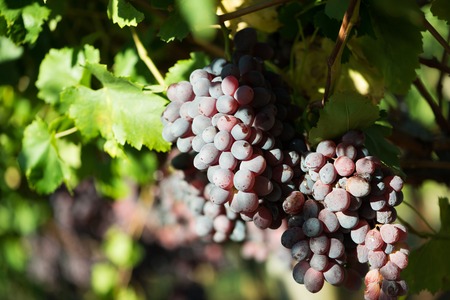 Ripe grapes and green leaves at sunlight. Close-up bunch of red grapes on grapevine. Harvest time in...