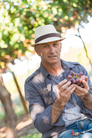 Agricultural checking quality wine grapes in vineyard. Winemaker examining grapes. Traditional winery business. Wine grower examining grapes before harvesting. Organic grapes productionの写真素材