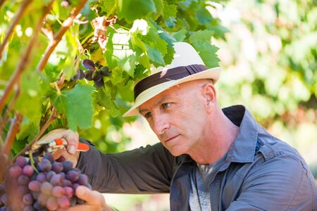 Harvester working in vineyard. Winegrower man picking ripe red grapes with garden pruner. Traditional winery ecological farm and winemaker business. Bunch of grapes on grapevine with green leavesの写真素材
