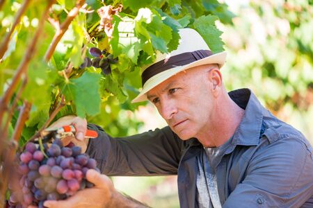 Harvester working in vineyard. Winegrower man picking ripe red grapes with garden pruner....
