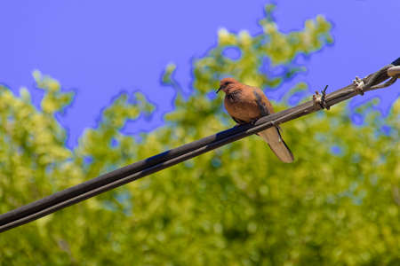 ハト目 の写真素材 イメージマート