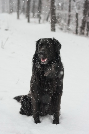Hovawart dog in winterの写真素材