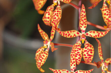 Orchid in bloom, beautifull flower in bloomの写真素材