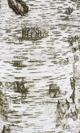 Birch bark texture, high resolution