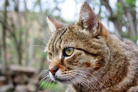 Looking cat 