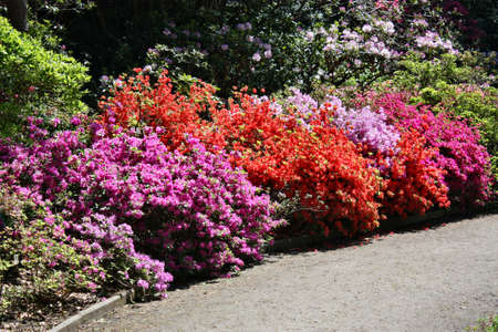 Rhododendronの写真素材
