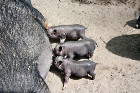 Vietnamese pig feeding their childrenの写真素材