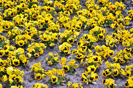 Pansiesの写真素材