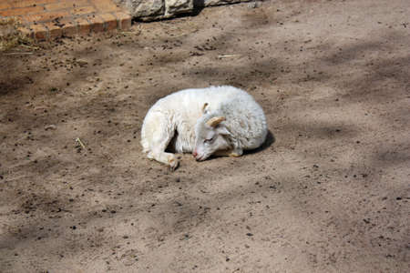 Goat の写真素材