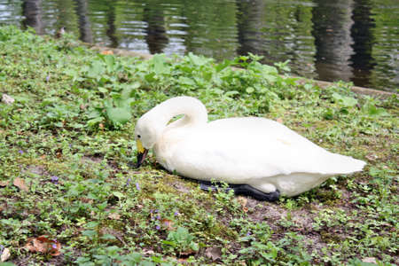 Swan in the parkの写真素材