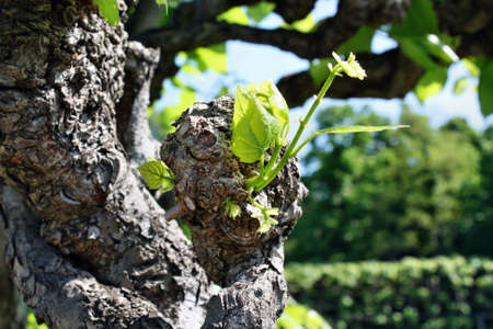  Linden treeの写真素材