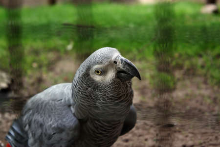  Parrot African grey parrot in a cage 	Parrot African grey parrot in a cage の写真素材