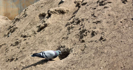 Pigeonの写真素材