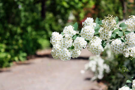 Spiraea whiteの写真素材