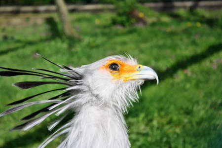 Secretary bird Sagittarius serpentariusの写真素材
