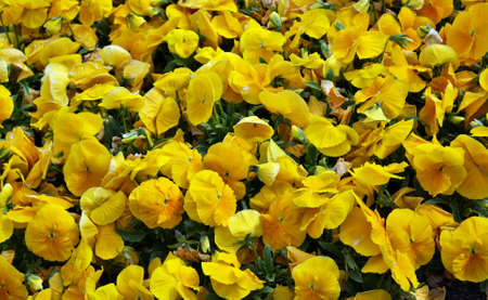 Pansiesの写真素材