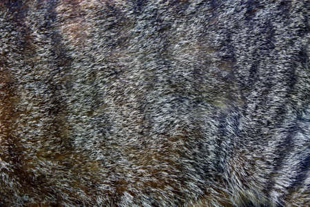 Cat hairの写真素材