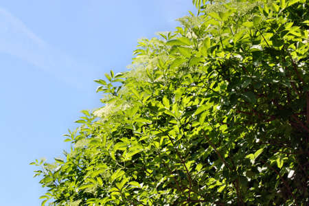 Elderberry natural medicineの写真素材