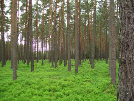 Berries forest