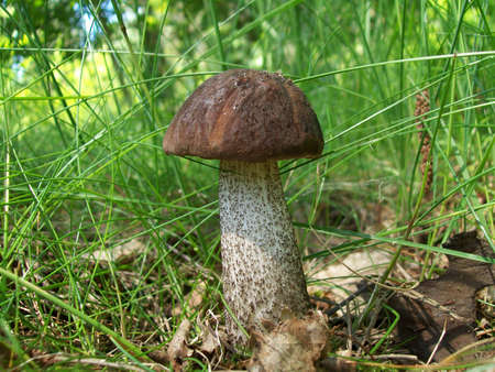 Leccinum scabrum mushroomの写真素材