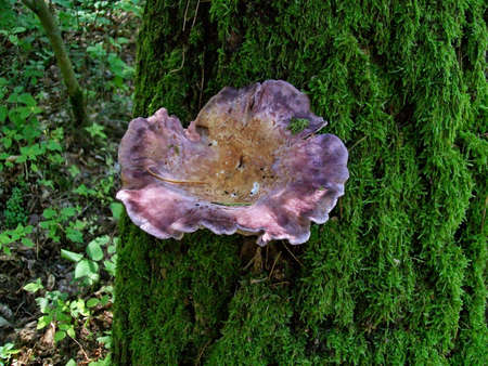 Mushroom panus conchatus lentinus