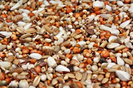 Feed the birdsの写真素材