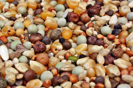 Food for pigeonsの写真素材