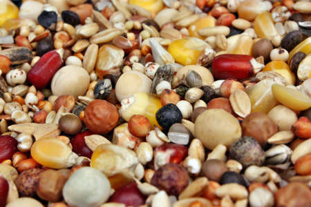 Pet Foodの写真素材