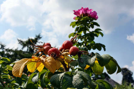 Rose briar growing in the gardenの写真素材