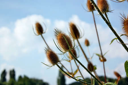 Dipsacus fullonum dried flowersの写真素材
