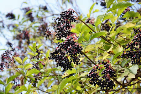 Growing wild elderberries medicinal garden