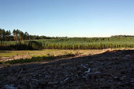 Forestry and felling of trees in the forestの写真素材