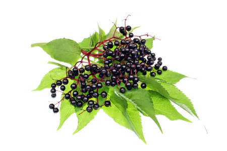 Elderberry fruit on a white backgroundの写真素材