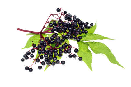 Twig with elderberries and a leaf lying on a white background