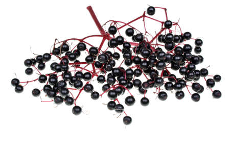 Elderberry sambucus nigra isolated on white