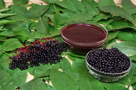 Elderberry fruit herb natural medicine
