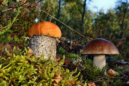 Mushrooms leccinum versipelle and boletus edulis growing in the forestの写真素材
