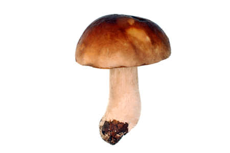 Boletus edulis mushroom background isolatedの写真素材