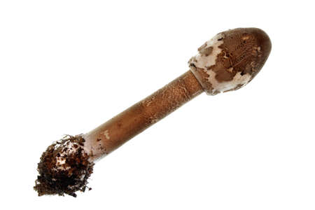 Parasol mushroom on a white background