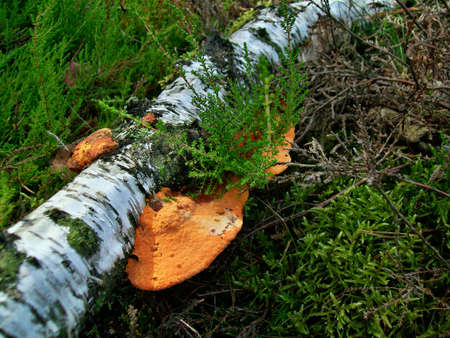 Orange mushroom pycnoporus cinnabarinus growing on birch treeの写真素材