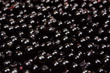 Elderberry black fresh fruit backgroundの写真素材