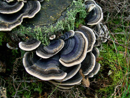 Arboreal mushroom trametes versicolor growing on a tree stumpの写真素材