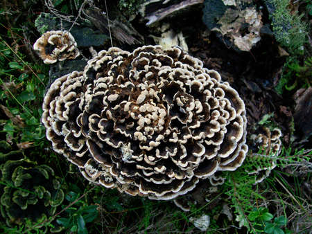 Arboreal mushroom trametes versicolor growing on a tree stumpの写真素材