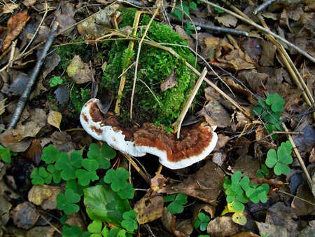 Mushroom heterobasidion annosum growing in the forest