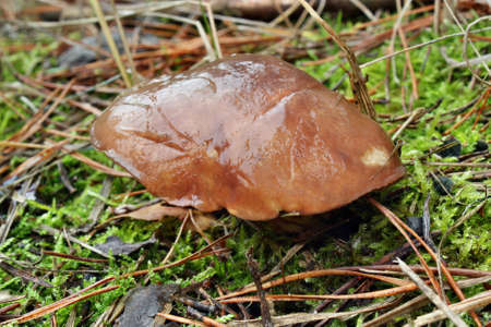 Mushroom suillus luteus growing in the forest