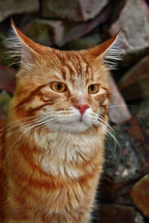 Red cat の写真素材