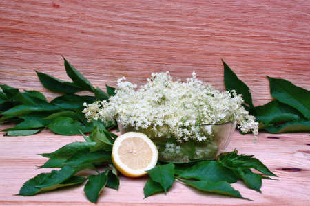Elderberry flowers and lemons on the tableの写真素材